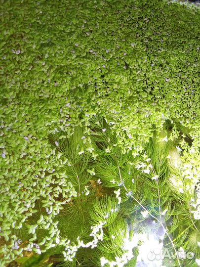 Роголистник, ряска, Улитки Мелании