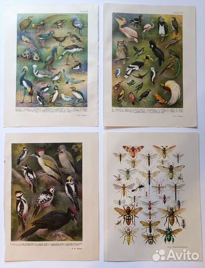 Иллюстрации винтажные ботаника флора фауна