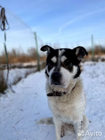 Интеллигентнейший пёс погибает в приюте