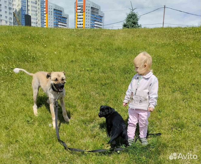 Друг и защитник в поисках своей семьи