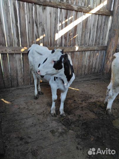 Телки стельные