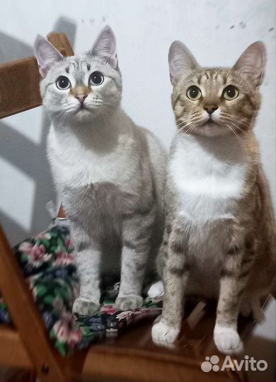 Потерялась кошка