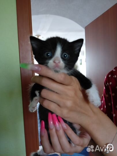 Котята ищут дом