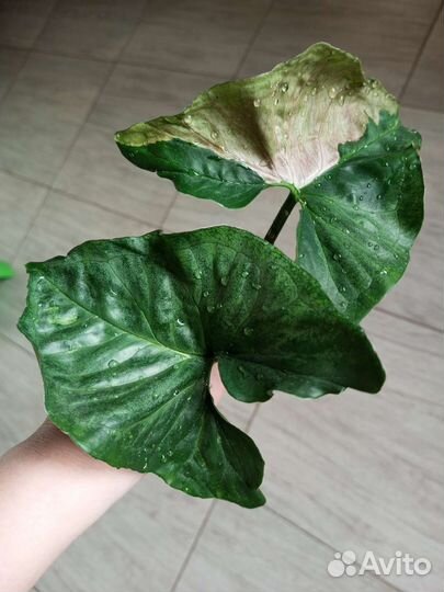 Сингониум Аом наг варигатный