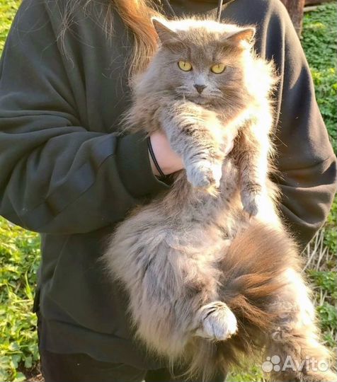 Кошка метис сибирской