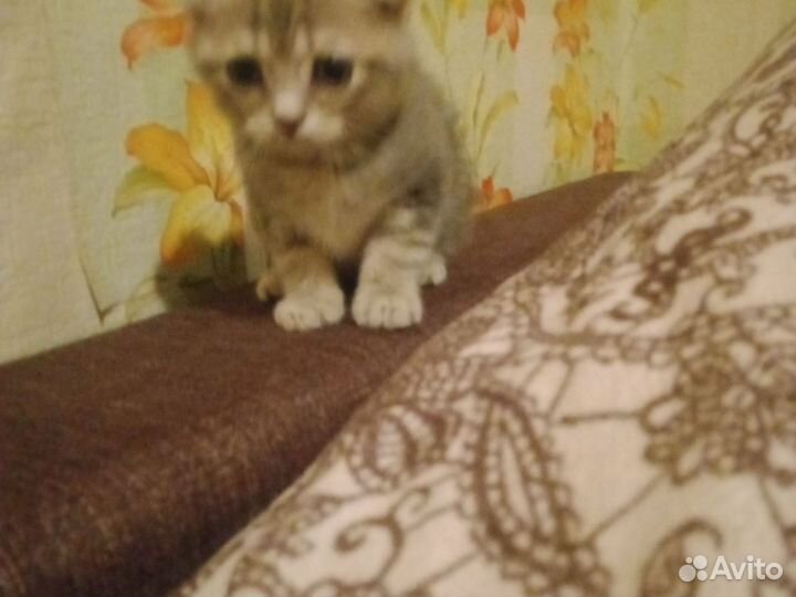 Кошки Британец вислоухий