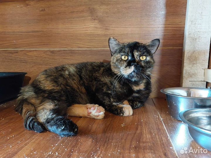 Британская кошка