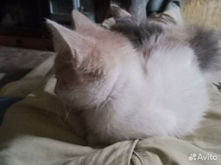 Котята в добрые руки бесплатно коты