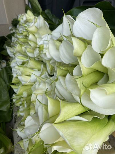 Цветы. Каллы