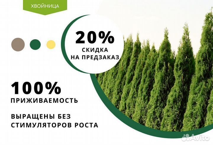 Туя Смарагд 1,8-2 м, брабант, колумна в ассортимен