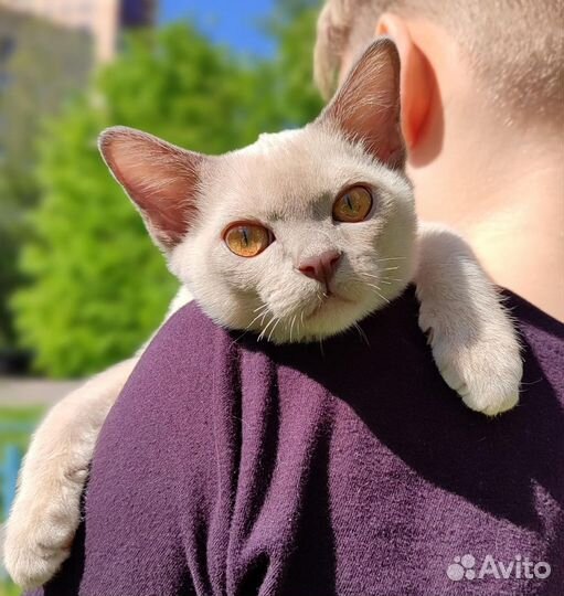 Лиловый мальчик бурма