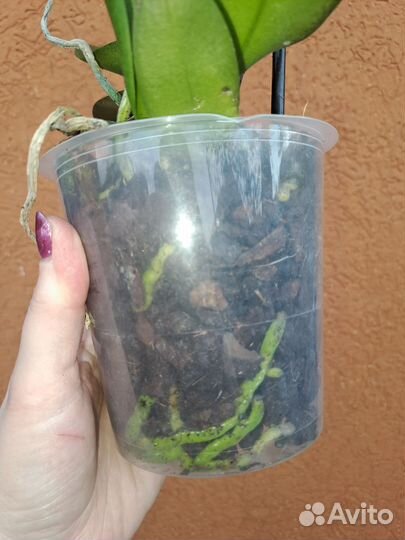 Орхидея мультифлора