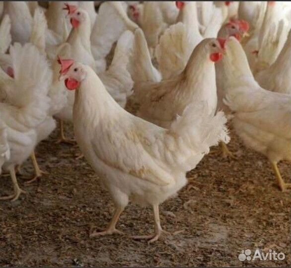 Куры несушки с доставкой