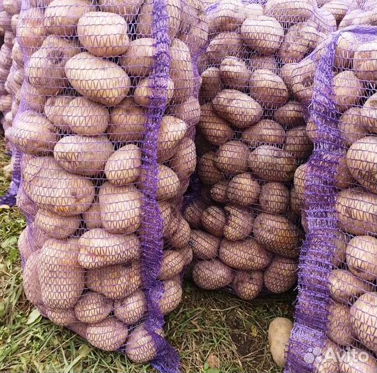 Картофель свежий оптом 2023