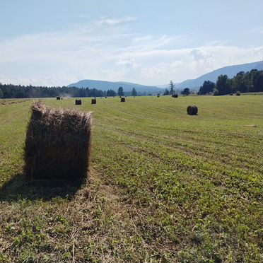Сено в тюках