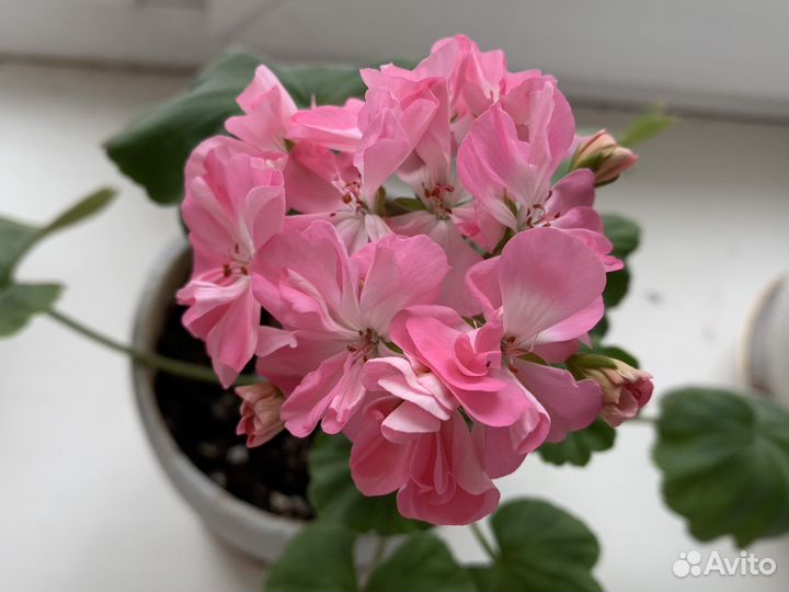 Пеларгония герань