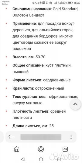 Хоста голд стандарт, золотой стандарт