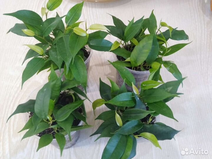 Фикус Наташа