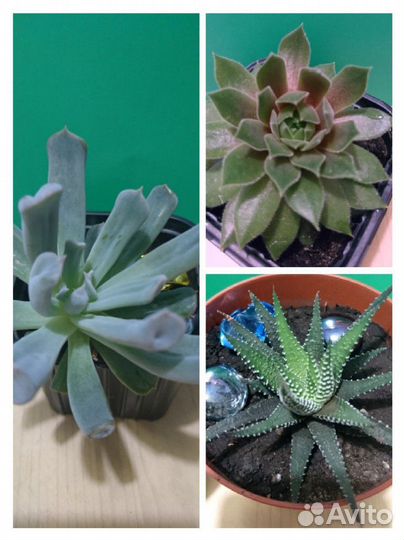 Суккуленты