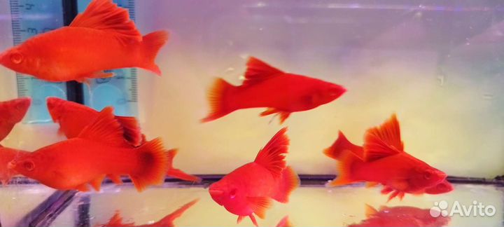 Рыбки меченосцы