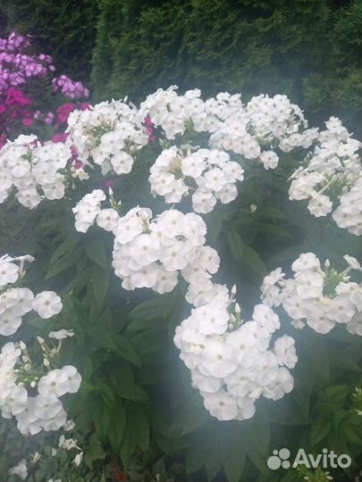 Флоксы сортовые многолетние