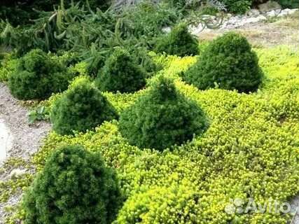 Ель Томпа-Tompa