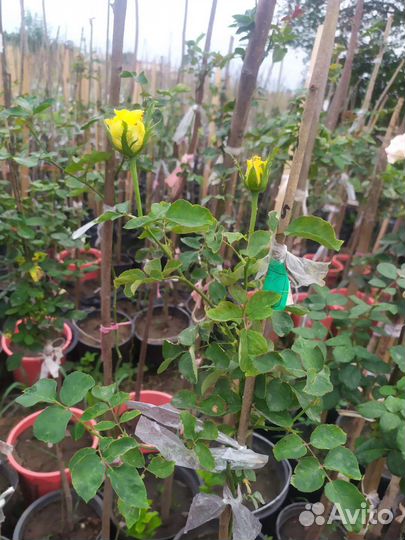 Роза на штамбе