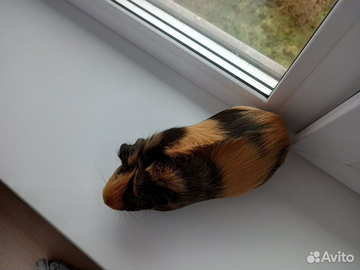 Морская свинка