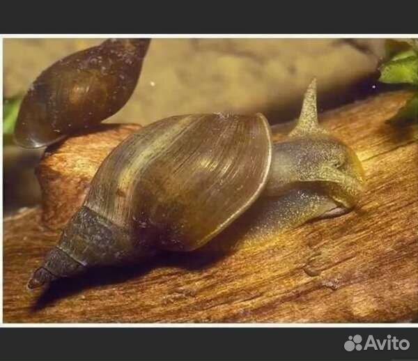 Улитка Покемон, анциструс, креветка вишня