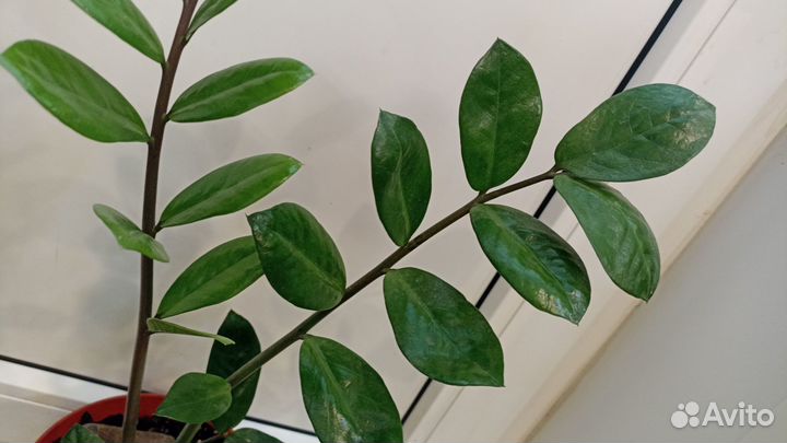 Долларовое дерево (замиокулькас)