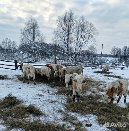 Телки симменталы