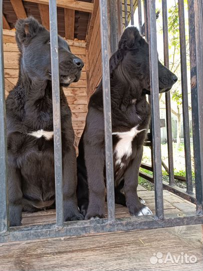 Щенки сао алабай