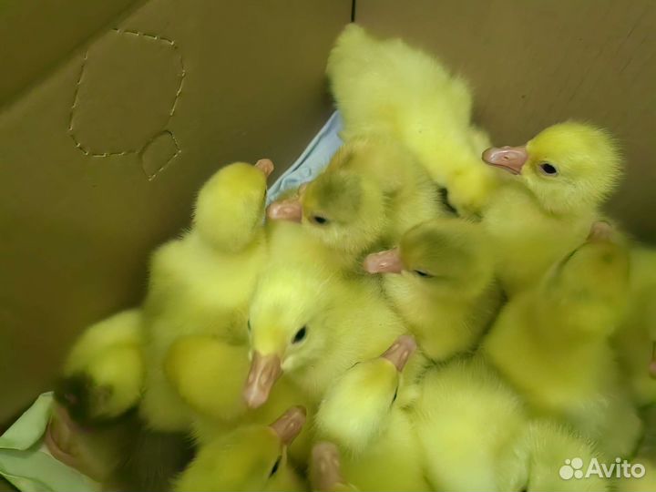 Продам гусят суточные