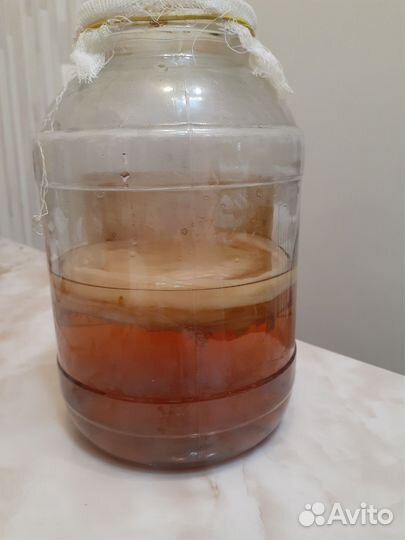 Гриб чайный