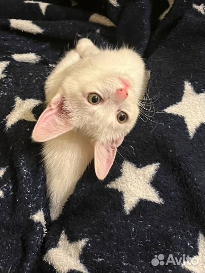 Отдам в добрые руки котенка девочку