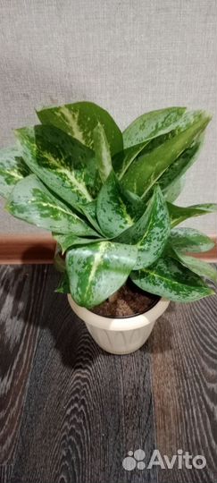 Аглаонема милки вей