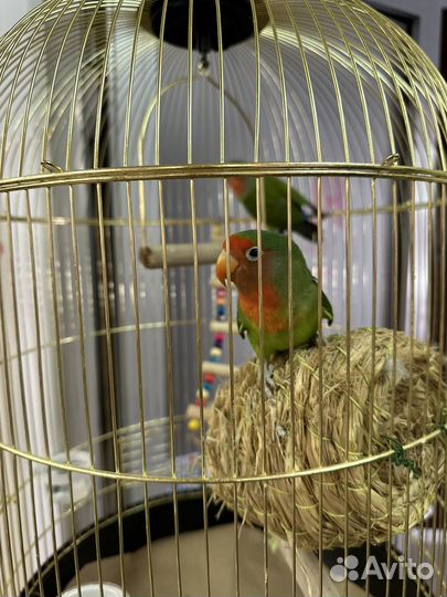 Попугай неразлучники с клеткой