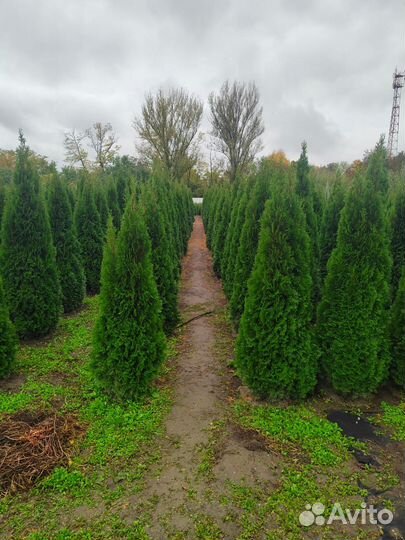 Туи Смарагд