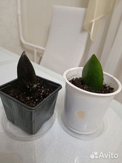 Замиокулькас