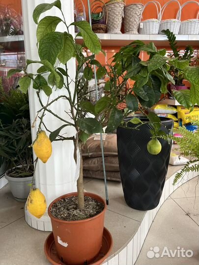 Лимоное дерево