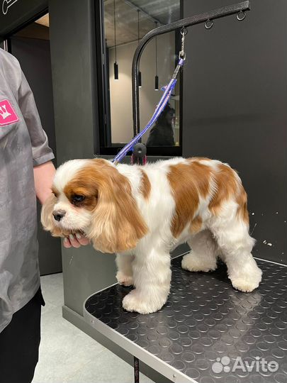 Грумер / Стрижка собак / Стрижка кошек