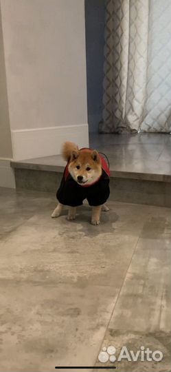 Одежда для средних собак