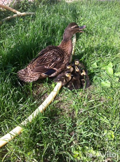 Утка подсадная