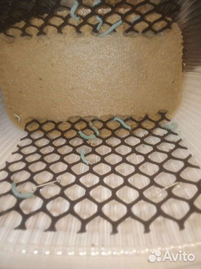 Гусеница бражника