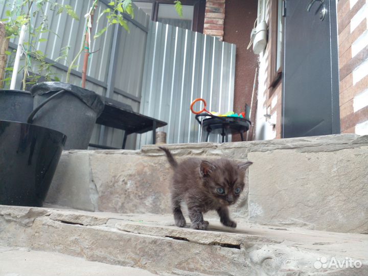 Котята.Отец Невская маскарадная,мать обычная