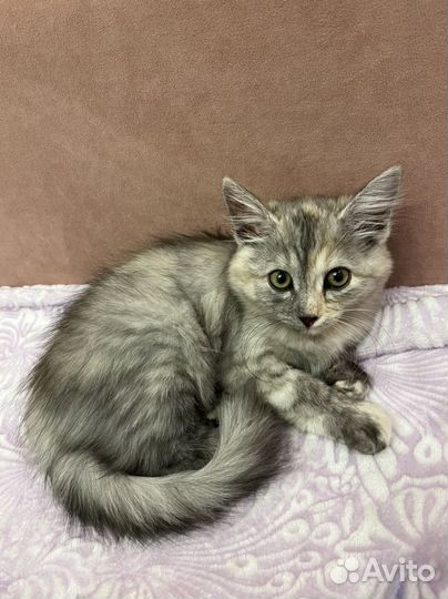 Котенок бесплатно