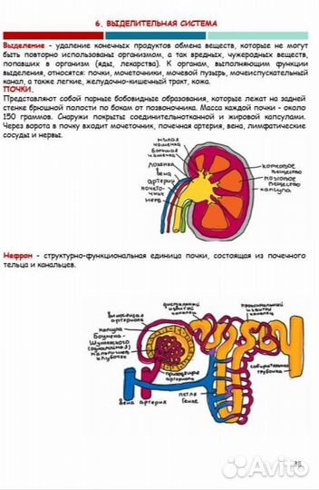 Репетитор по биологии