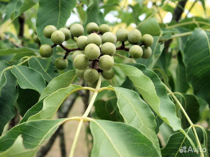 Бархат амурский (250-300 см, обхват 16-18 см)