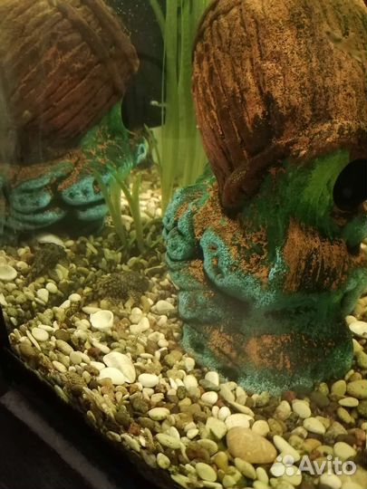 Аквариумные рыбки