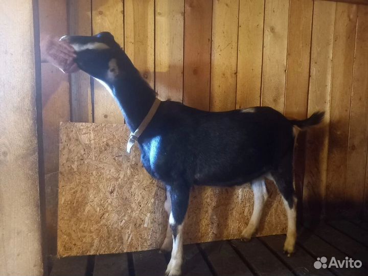 Козы дойные